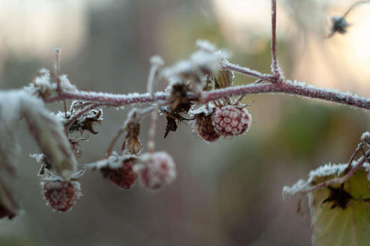 What can I do for my garden in the winter?